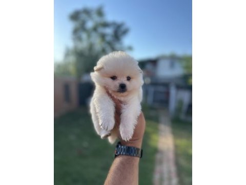 Pomeranian yavrularımız 