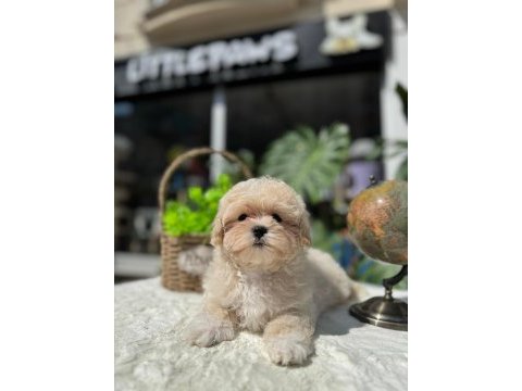 Kusursuz güzellikte maltipoo