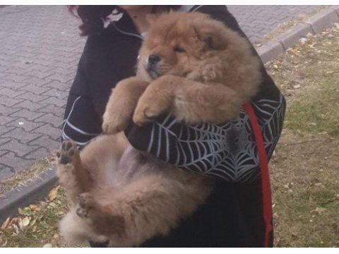 3 aylık chow chow satılık
