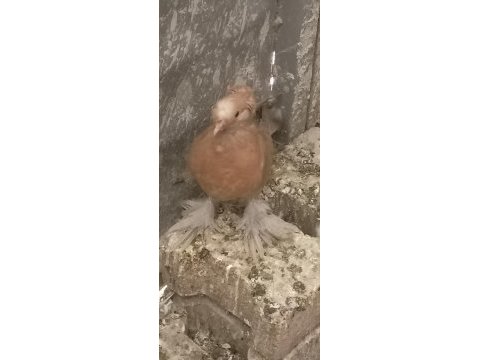 Buhara macar jumbo kızma güvercin
