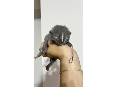 10 günlük yavrular scottish fold