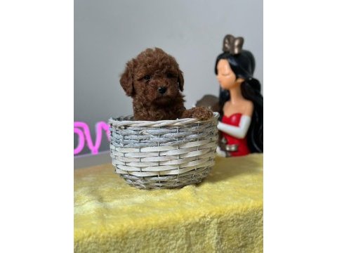 Kıvırcık tüy yumağı toy poodle yavrularım