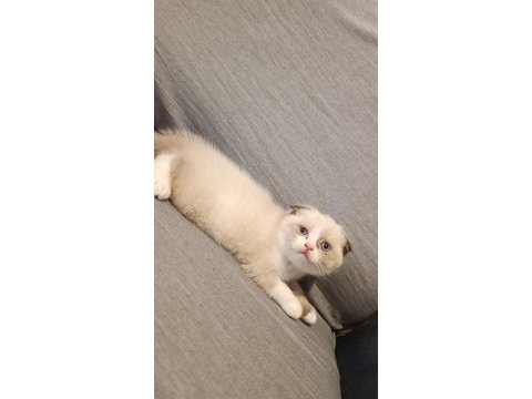 British shorthair fold bicolor