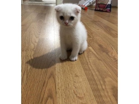 2 aylık dişi scottish fold