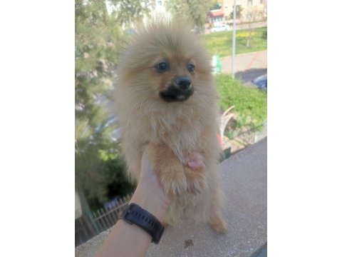 Temel itaat eğitimli pomeranian yavrular