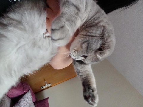 Scottish fold 7-8 aylık erkek kedimiz