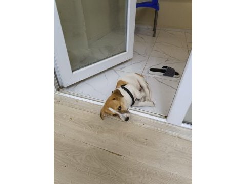 Jack russell köpeğimiz 2,5 aylık