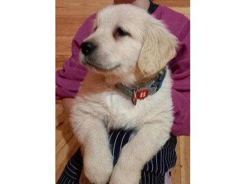 Golden retriever kapıda ödeme hizmetimiz vardır