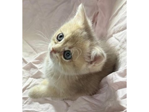 Safkan anne ve babası golden kedimiz