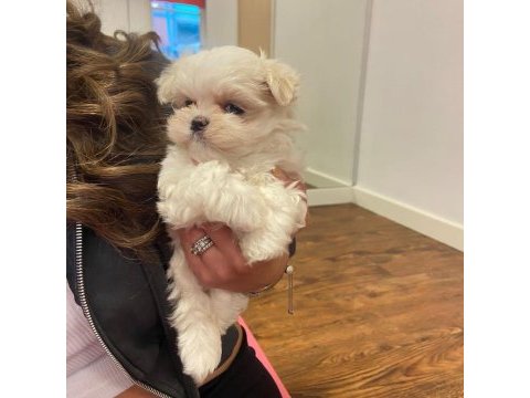 Kore morkie bebeklerim 1 kg