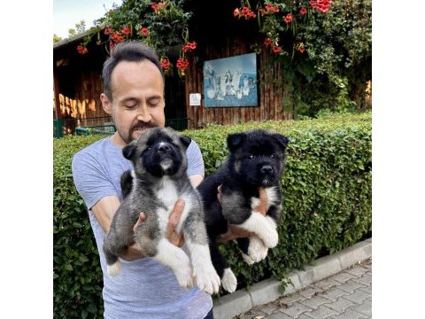 Amerikan akita yavrularımız