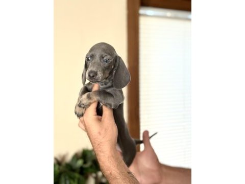 Renk renk özel dachshund yavrular çiftliğimizden