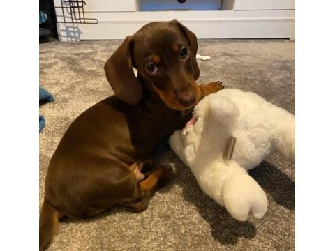 Mini dachshund sosik köpekler yuvaya hazır