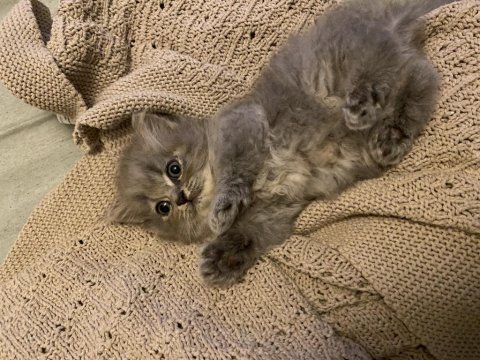 British longhair dişi