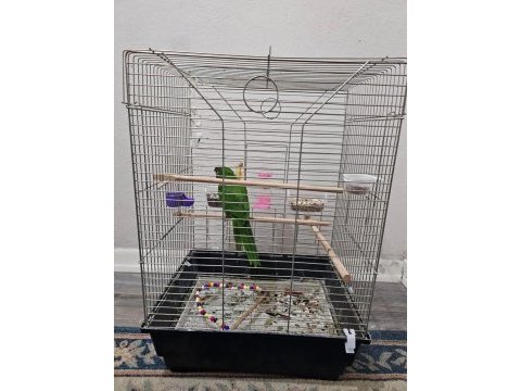 Mükemmel yavru cüce macaw alışmış