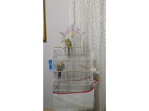 Dişi ve erkek sultan papağanı