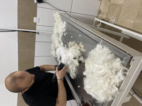 Uygun fiyata verilecek köpeğimiz