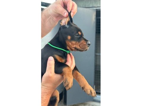 Safkan doberman yavrular ruhsatlı çiftlikten