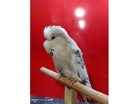 Rengarenk konuşturmalık show jumbo muhabbet yavrular