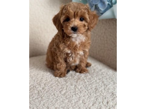 Mini boy maltipoo yavrularımız ped eğitimli
