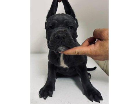 Cane corso yavru