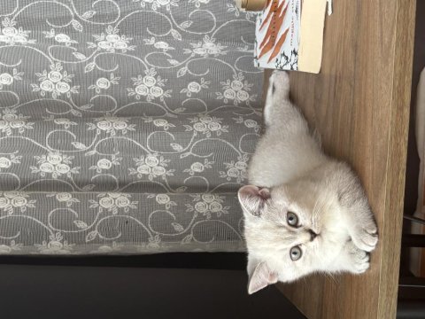 British shorthair kedisi
