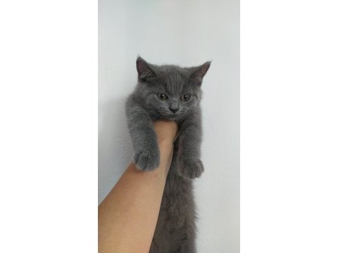 Sevgi dolu oyuncu british shorthair