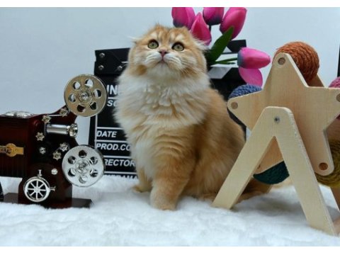 Scottish fold anne ve baba full şecereli elite pet