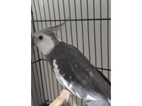 Whiteface erkek sultan