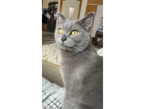 Sevimli british shorthair yavrular yuva arıyor