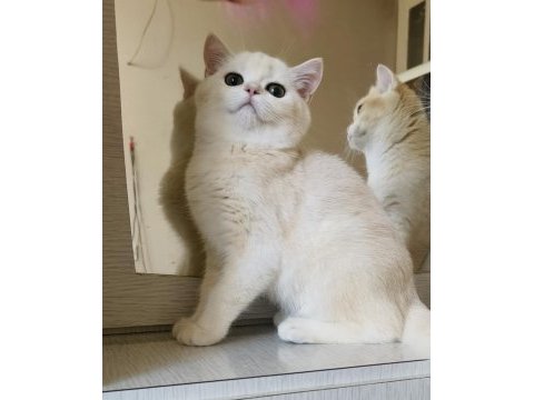 Scottish straight shorthair dişi