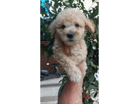 Toy poodle ayarında maltipoo bebekler