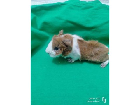 Peruvan stlie özel ırk ginepig