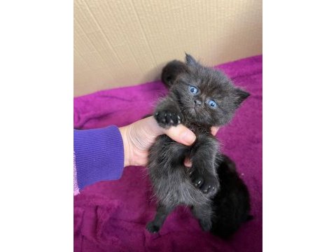Scottish ve british shorthair yavrularımız