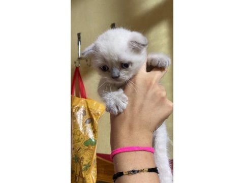 Safkan blue point erkek scottish fold yavrularımız