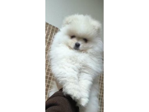 Pomeranian boo sevimli bebekler