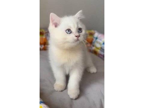 British shorthair golden point