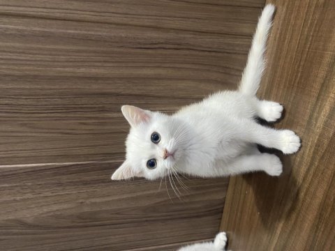 British shorthair yavrularım