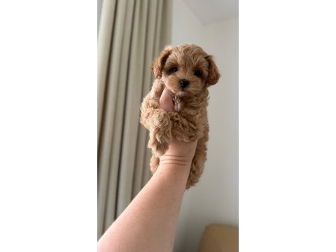 Maltipoo bebekler kore