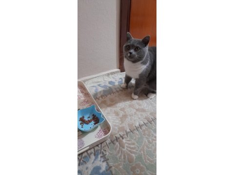 Erkek british shorthair kedime eş arıyorum