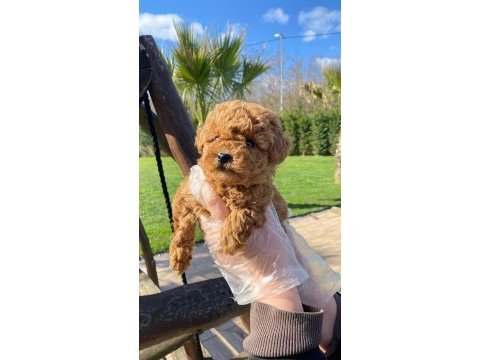 Oyuncak ayıcık görünümlü red poodle yavrularımız