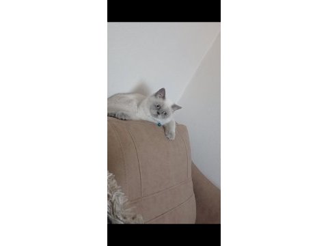 Blue point british shorthair