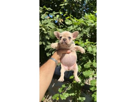 Tospik french bulldog yavrular (ped eğitimli)