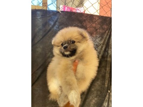 Pomeranian dişi yavrumuz