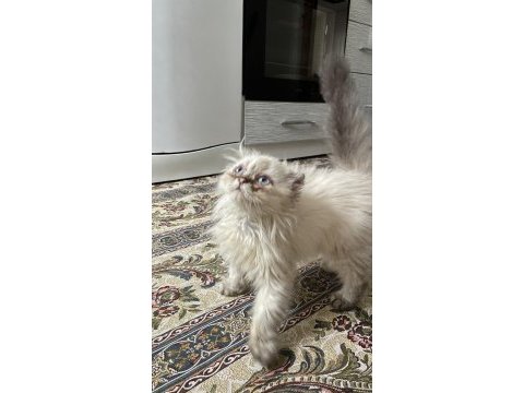 British longhair