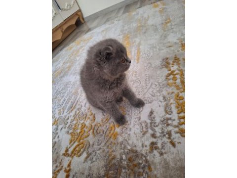 Scottish fold 2,5 aylık olup tuvalet eğitimi tamamlanmıştır