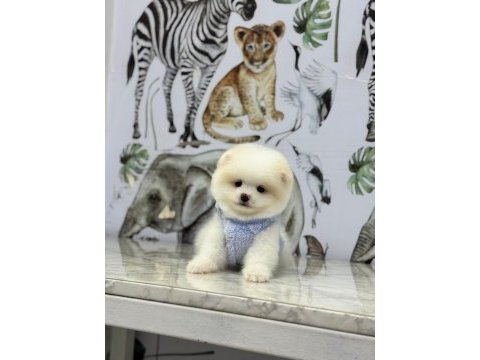 En iyisini isteyene pomeranian boo