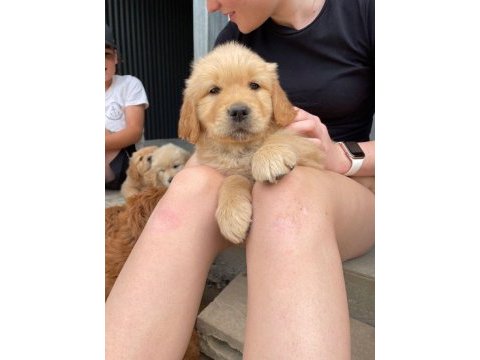 Baby golden retriever