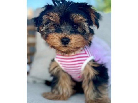 Hipoalerjenik tüylere sahip yavru köpekler