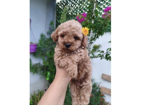 Dişi poodle bebek